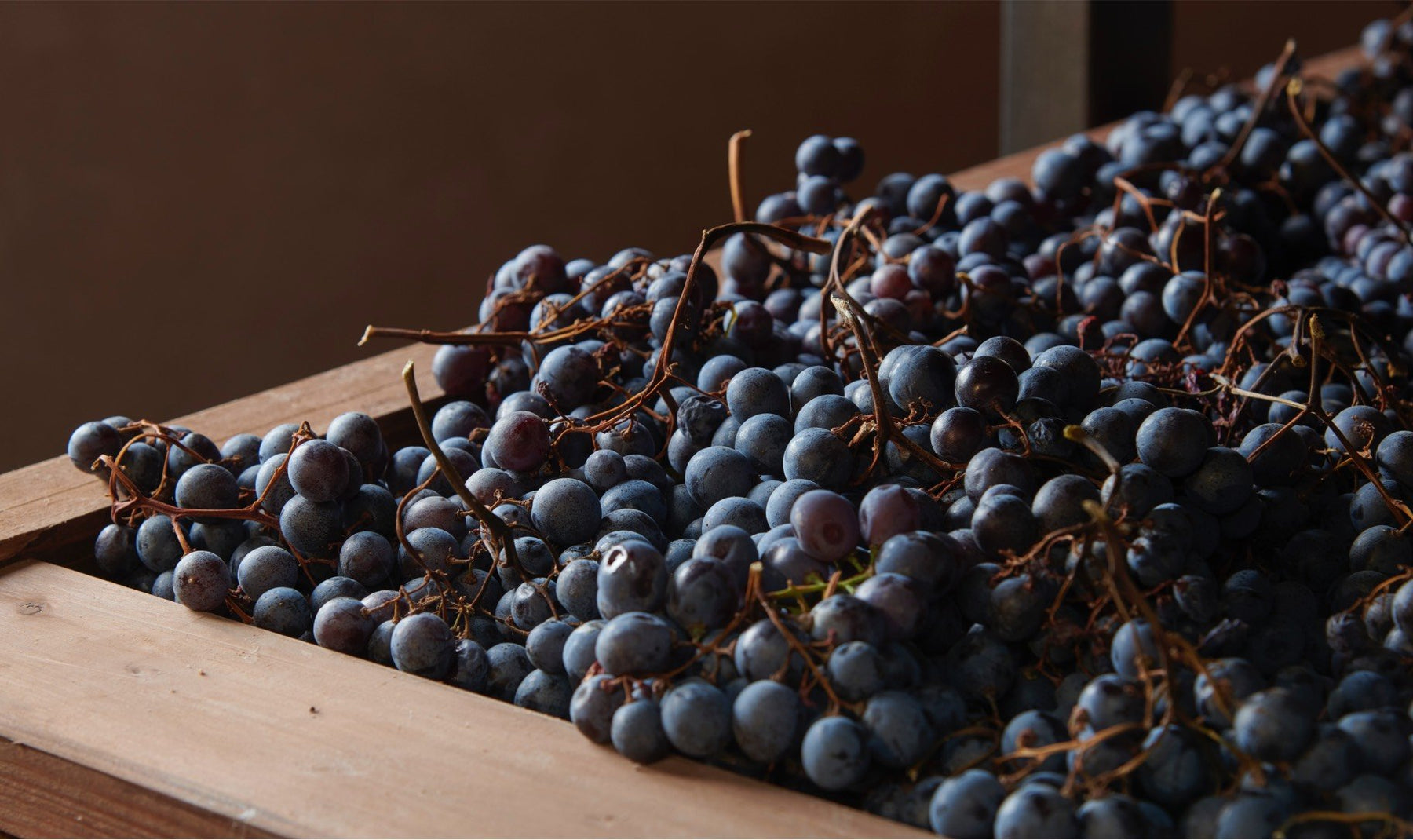 Perché l’Amarone Bertani è uno dei più grandi rossi d’Italia