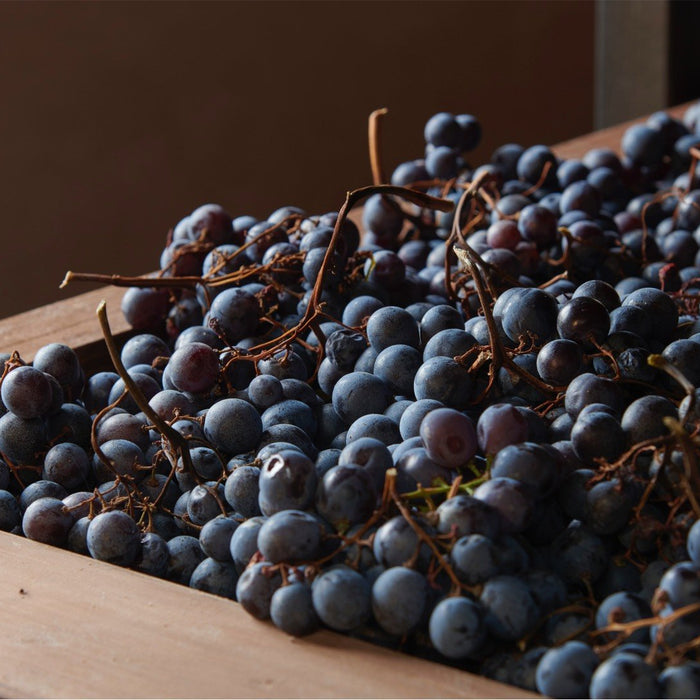 Perché l’Amarone Bertani è uno dei più grandi rossi d’Italia