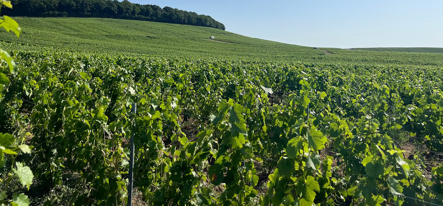 Vallée du Petit Morin: la Champagne più autentica che sta conquistando gli appassionati
