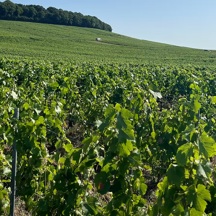 Vallée du Petit Morin: la Champagne più autentica che sta conquistando gli appassionati