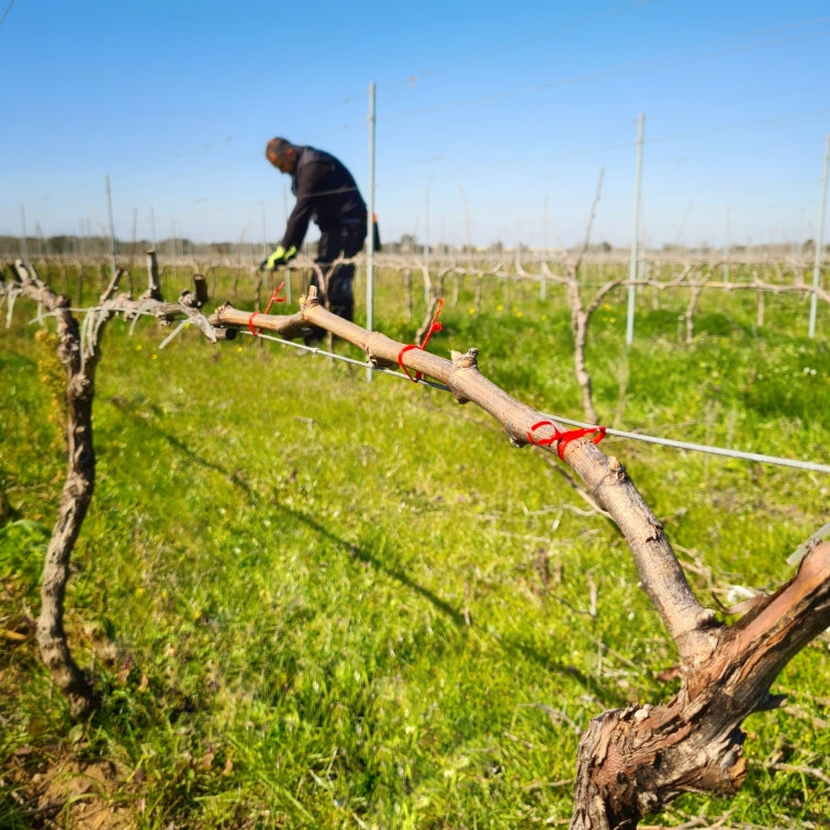 Vignaioli scovati prima degli altri
